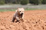 CAIRN TERRIER 209